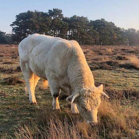 Private Tiny House In Near Amsterdam! * Bussum